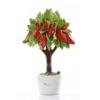 Albero Di Peperoncino Gli Alberelli In Ceramica Di Capodimonte